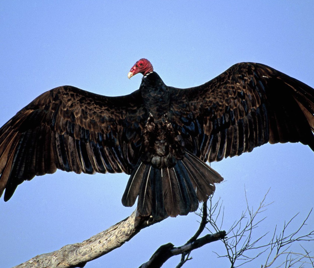 Das Turkey Vulture On Tree Wallpaper 1200x1024