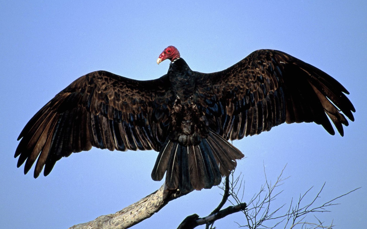 Turkey Vulture On Tree screenshot #1 1280x800