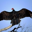 Sfondi Turkey Vulture On Tree 128x128
