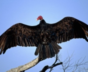 Das Turkey Vulture On Tree Wallpaper 176x144
