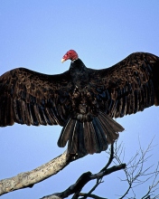 Das Turkey Vulture On Tree Wallpaper 176x220
