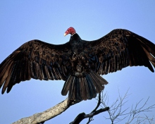 Das Turkey Vulture On Tree Wallpaper 220x176