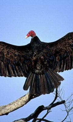 Das Turkey Vulture On Tree Wallpaper 240x400