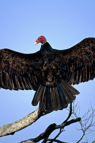 Fondo de pantalla Turkey Vulture On Tree 320x480
