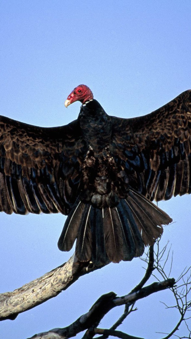 Fondo de pantalla Turkey Vulture On Tree 640x1136