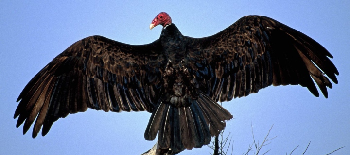 Das Turkey Vulture On Tree Wallpaper 720x320
