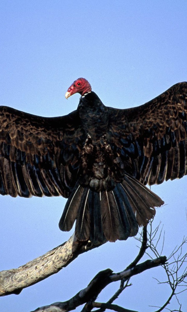 Das Turkey Vulture On Tree Wallpaper 768x1280