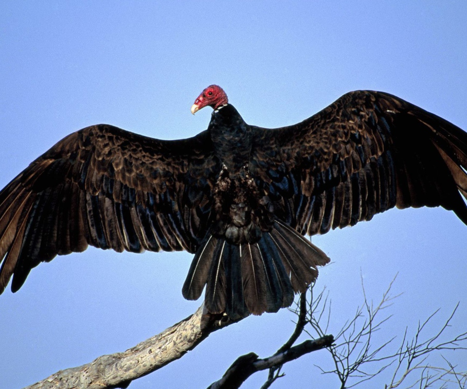 Обои Turkey Vulture On Tree 960x800