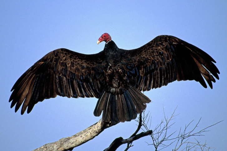Das Turkey Vulture On Tree Wallpaper