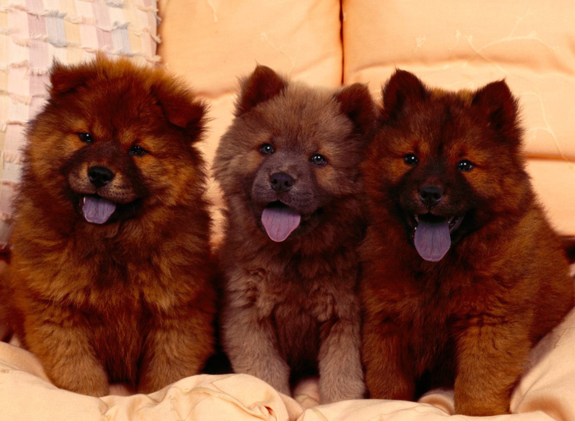 Chow Chow screenshot #1 1920x1408