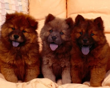 Fondo de pantalla Chow Chow 220x176