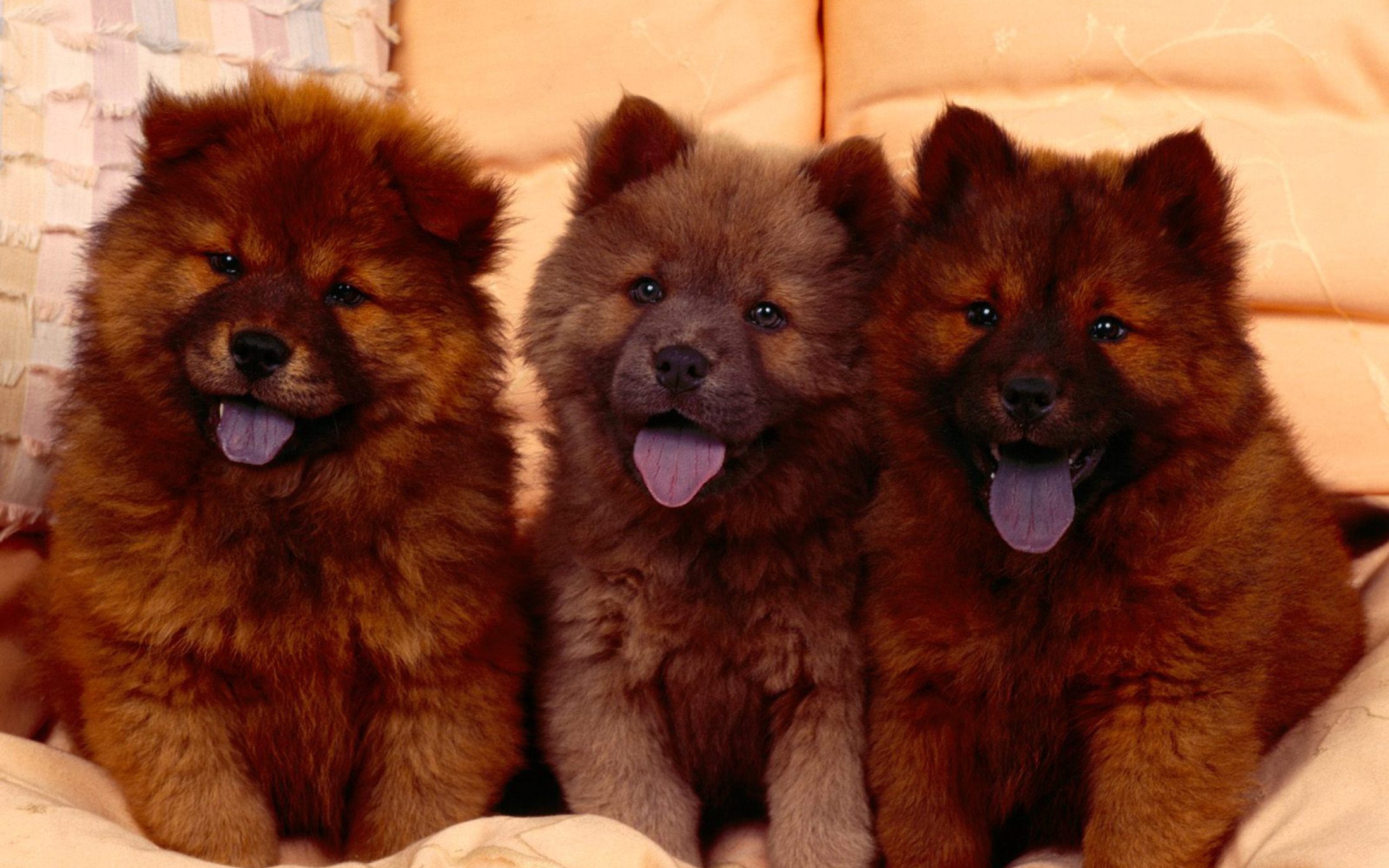 Das Chow Chow Wallpaper 2560x1600