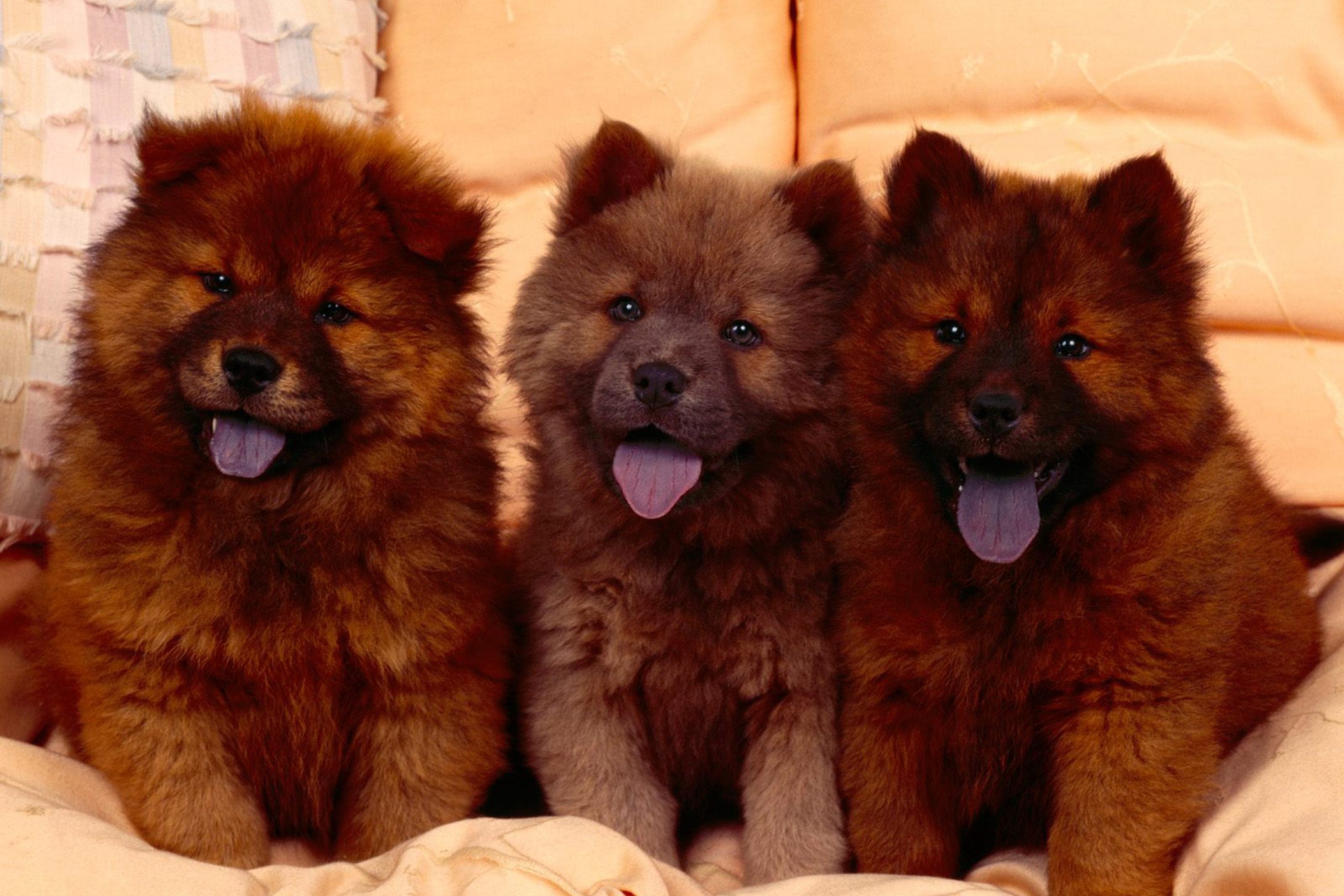 Das Chow Chow Wallpaper 2880x1920