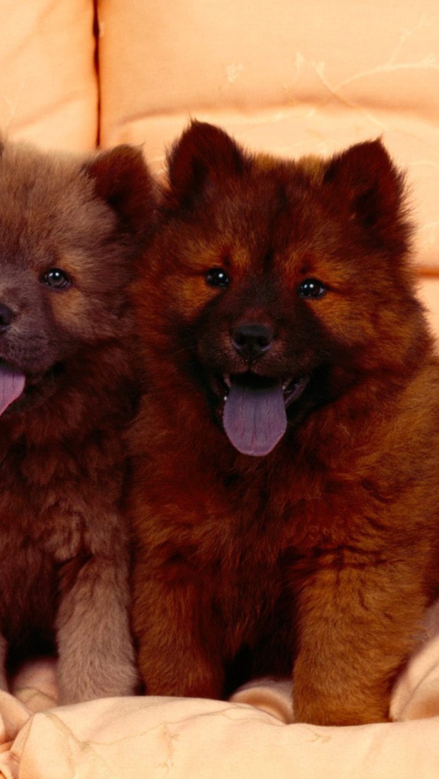 Sfondi Chow Chow 640x1136