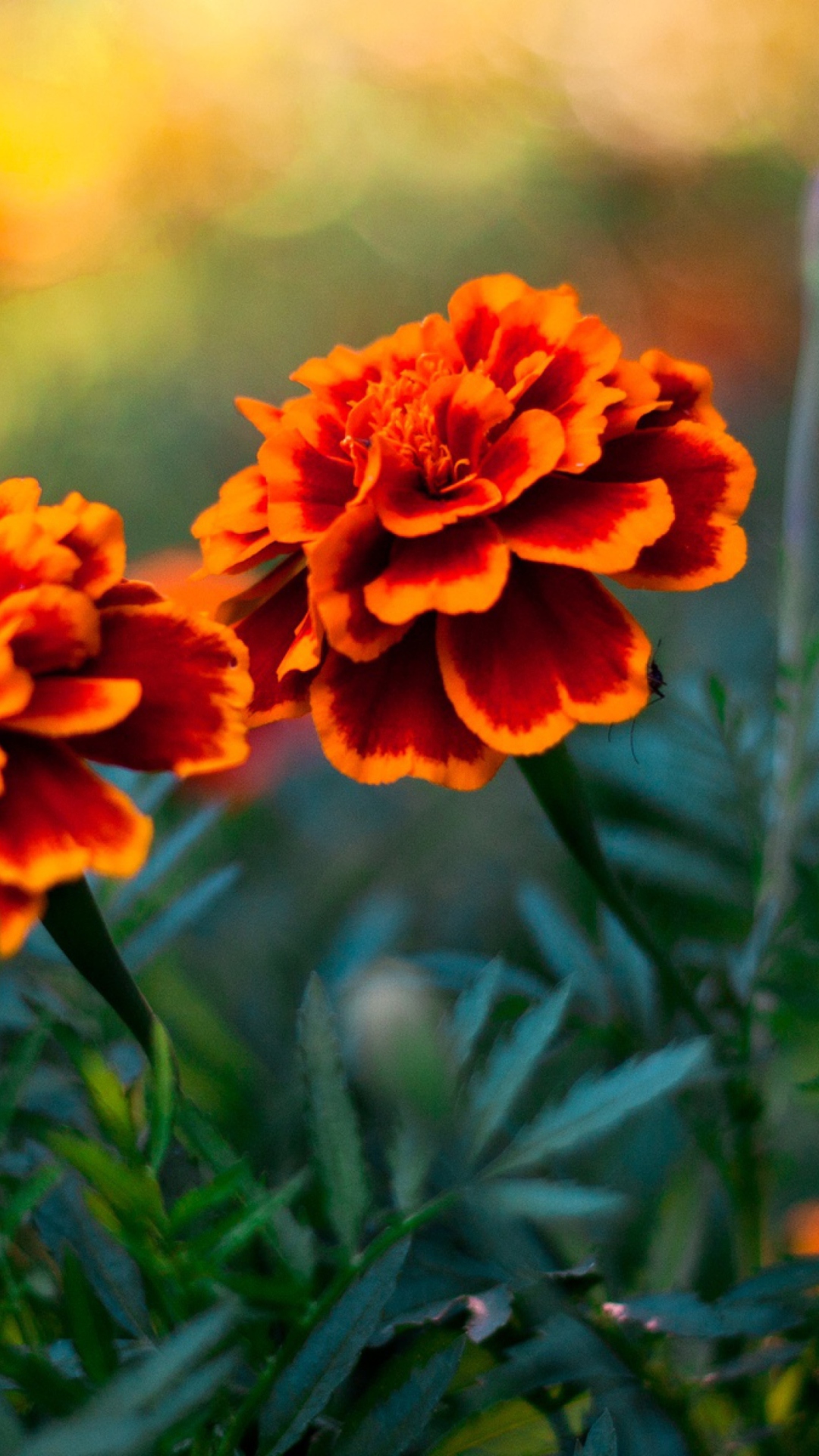 Обои Orange Flower Pair 1080x1920