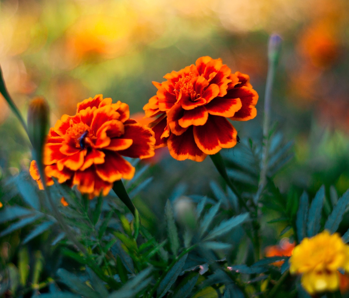 Sfondi Orange Flower Pair 1200x1024
