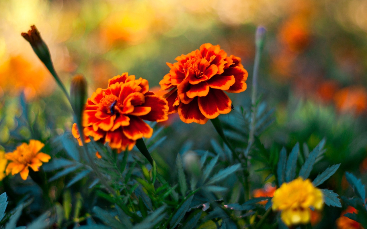 Fondo de pantalla Orange Flower Pair 1280x800