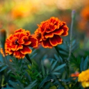 Fondo de pantalla Orange Flower Pair 128x128