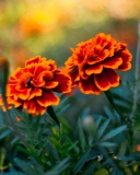 Fondo de pantalla Orange Flower Pair 128x160