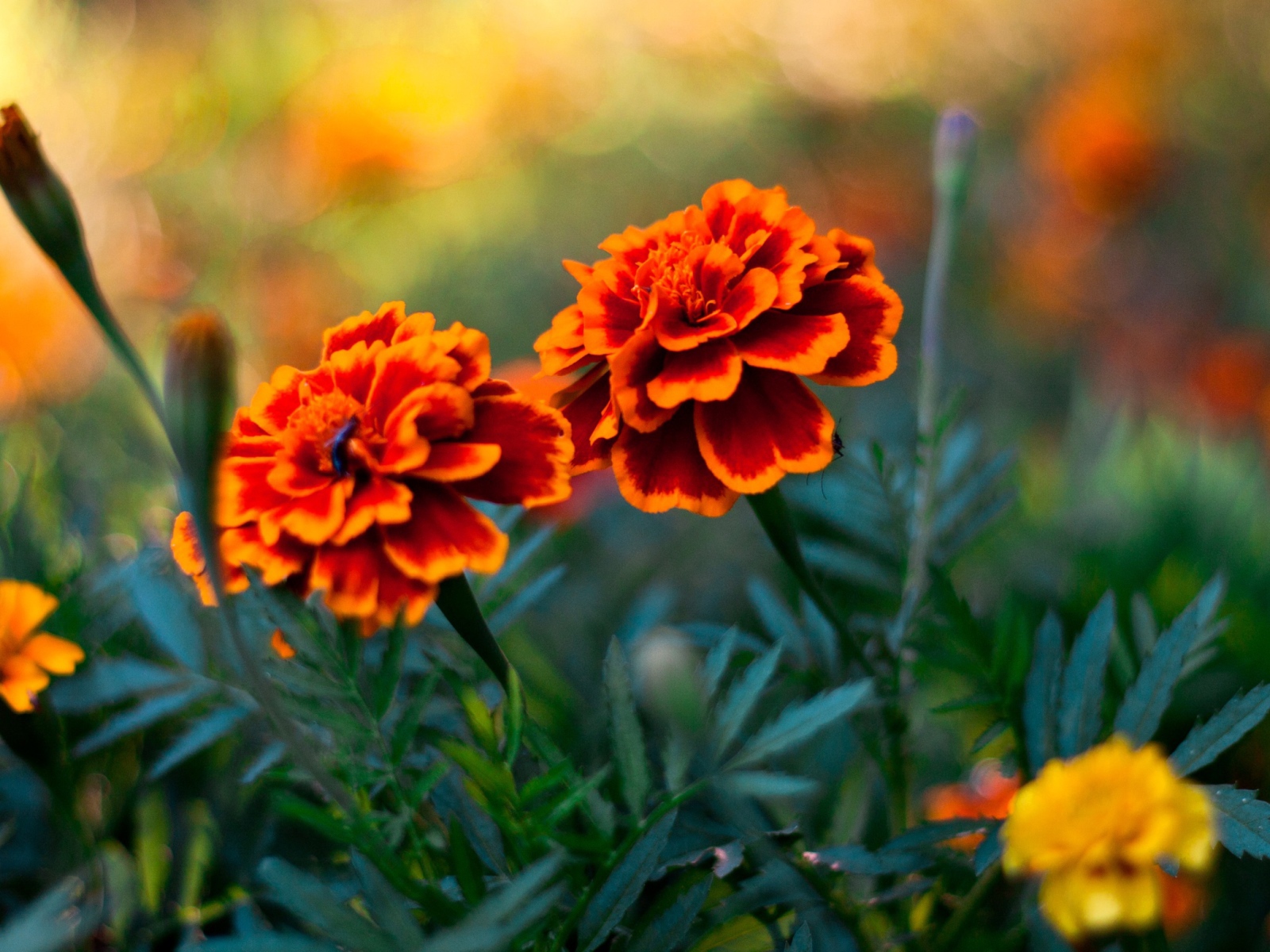 Das Orange Flower Pair Wallpaper 1600x1200