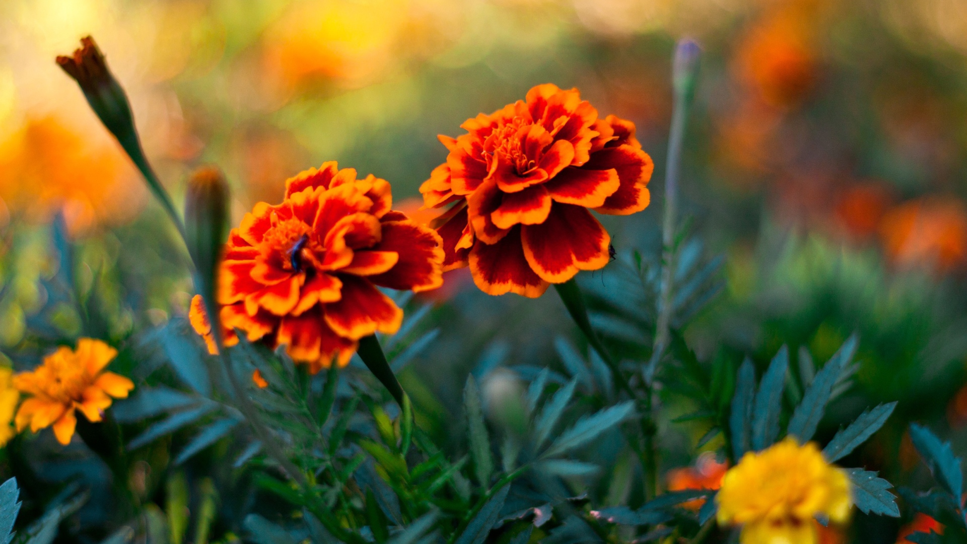Sfondi Orange Flower Pair 1920x1080