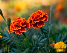 Sfondi Orange Flower Pair 220x176