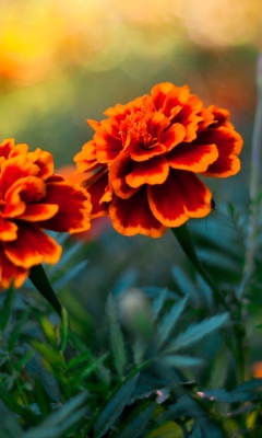 Fondo de pantalla Orange Flower Pair 240x400