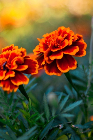 Sfondi Orange Flower Pair 320x480