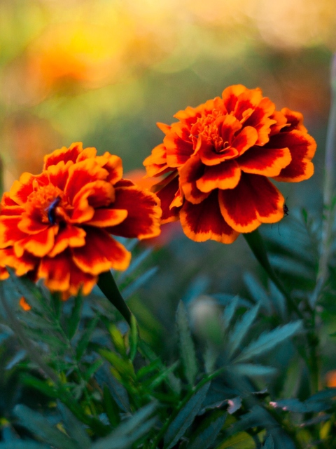 Fondo de pantalla Orange Flower Pair 480x640