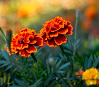 Orange Flower Pair sfondi gratuiti per Samsung B159 Hero Plus