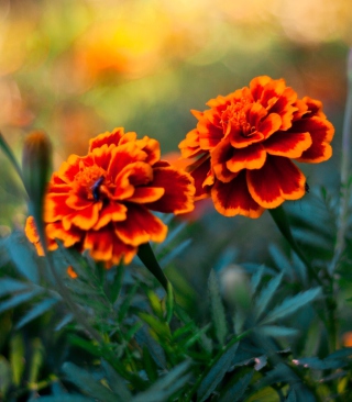 Orange Flower Pair sfondi gratuiti per 320x480