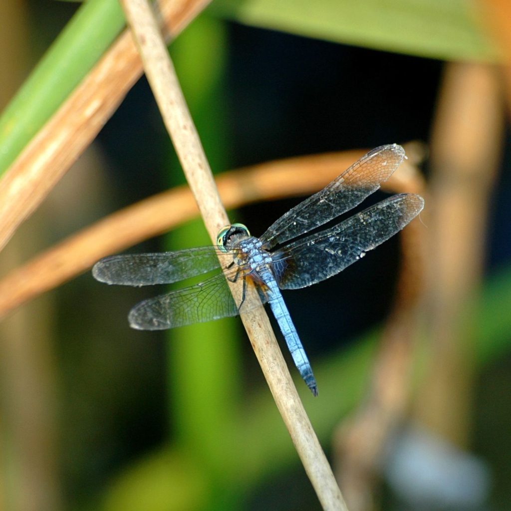 Fondo de pantalla Dragonfly 1024x1024