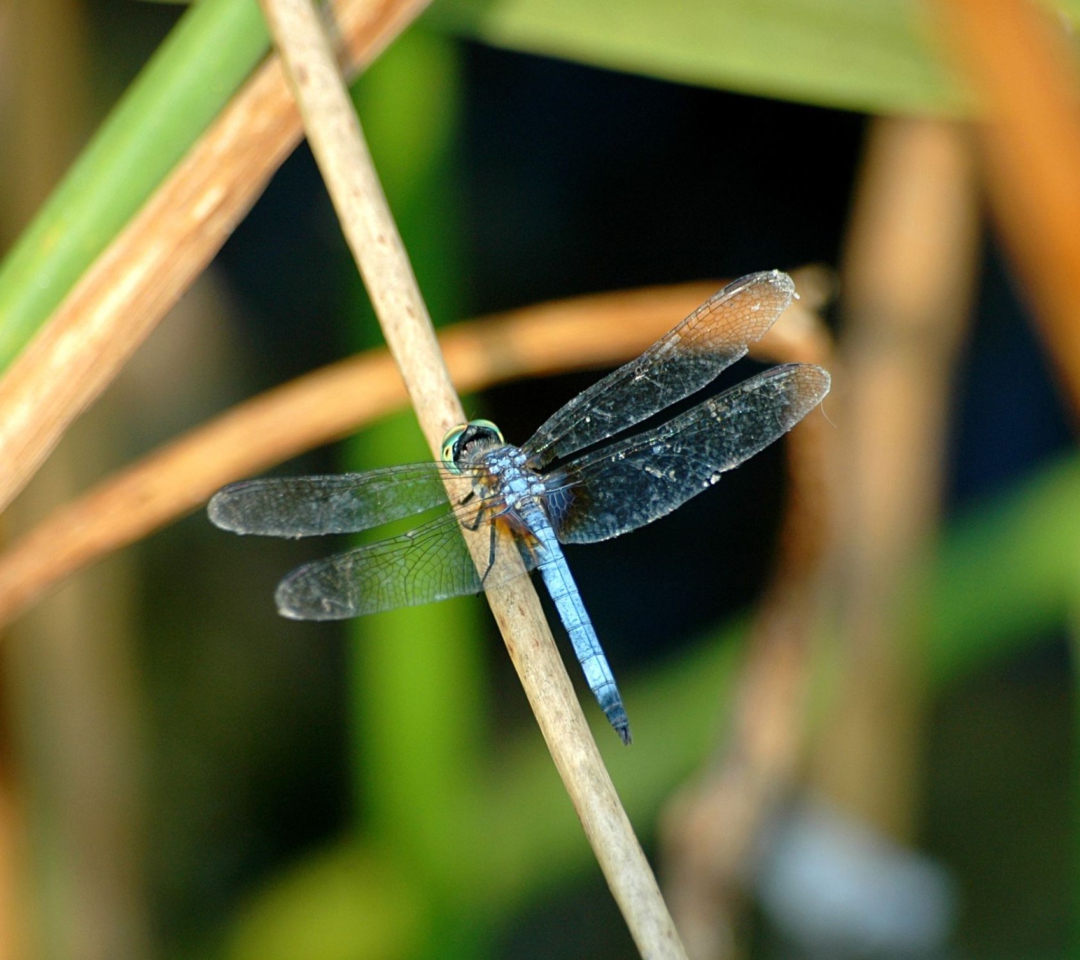 Обои Dragonfly 1080x960