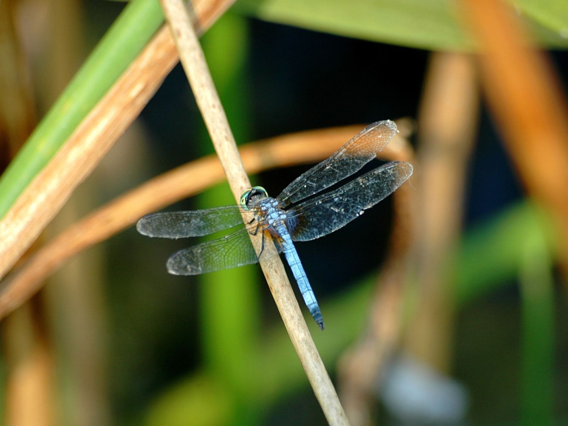 Sfondi Dragonfly 1152x864