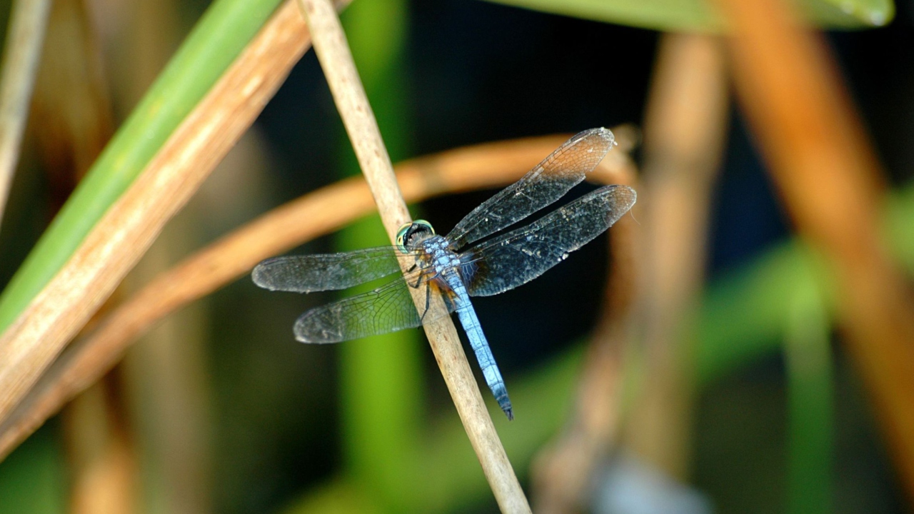 Fondo de pantalla Dragonfly 1280x720