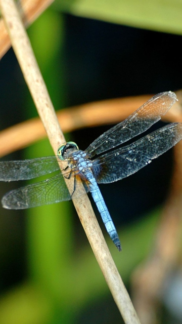 Dragonfly wallpaper 360x640