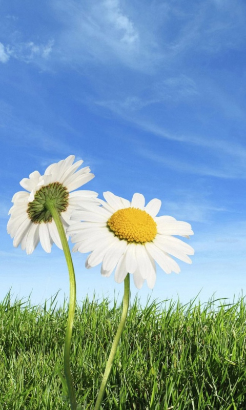 Das Daisies Wallpaper 480x800