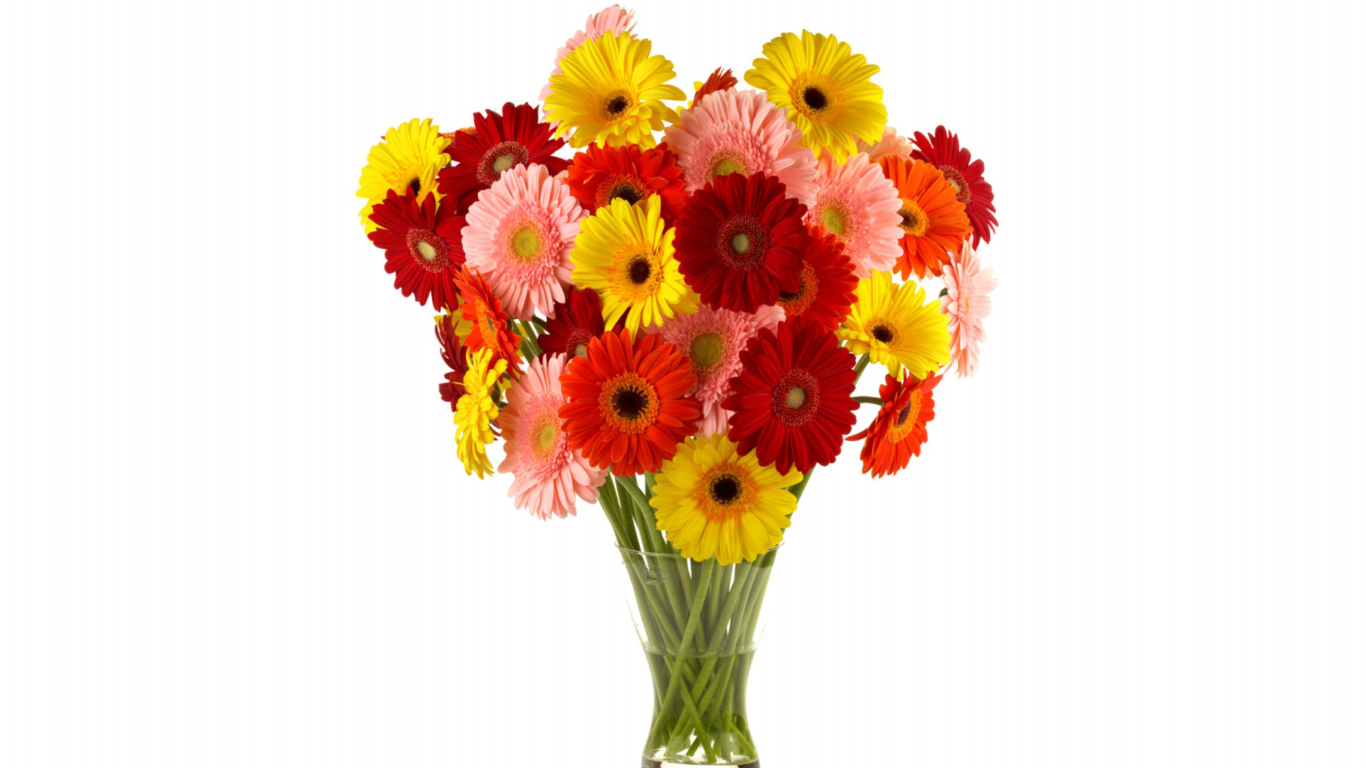 Screenshot №1 pro téma Gerbera Daisy Bouquets 1366x768