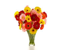 Sfondi Gerbera Daisy Bouquets 220x176