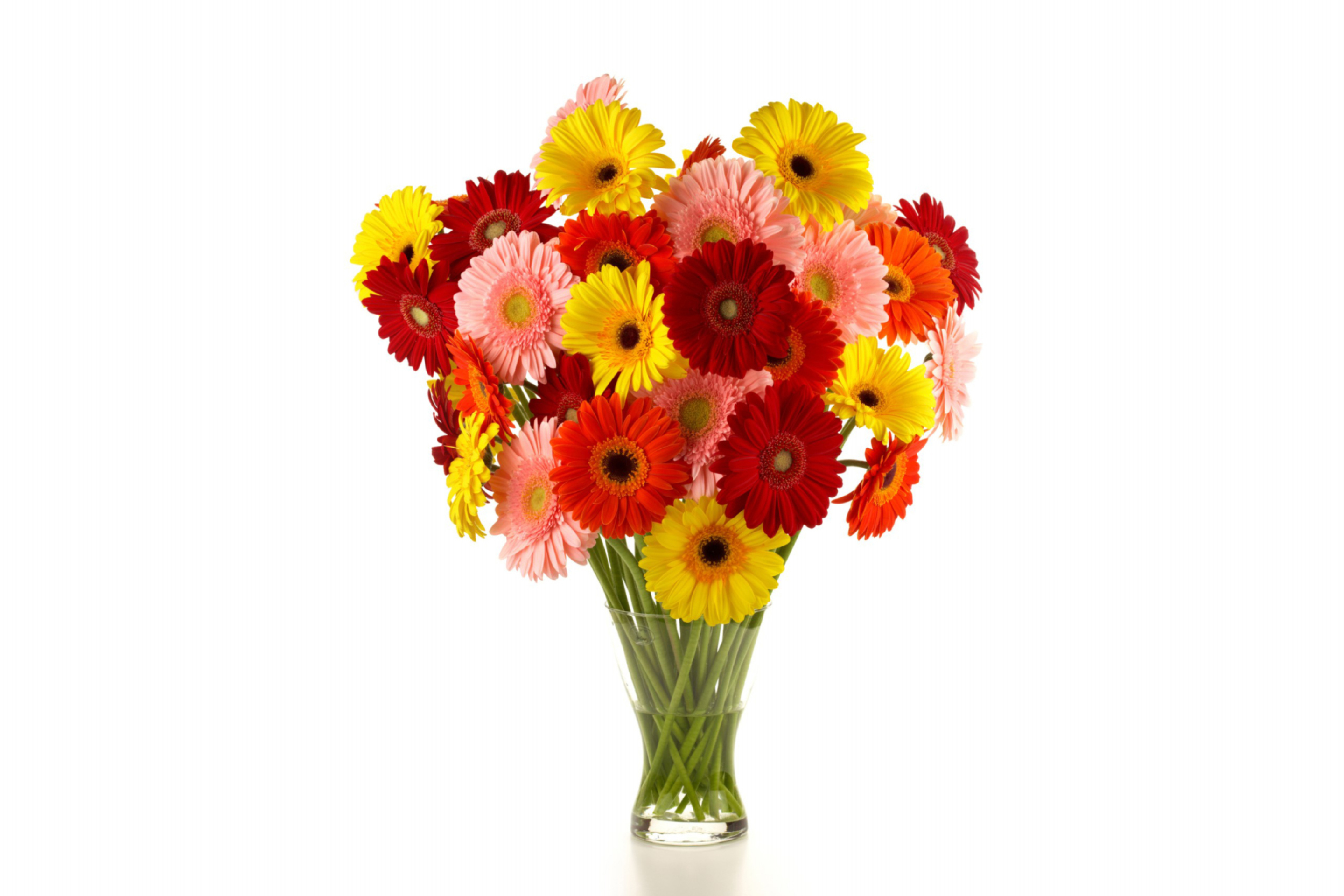 Gerbera Daisy Bouquets wallpaper 2880x1920