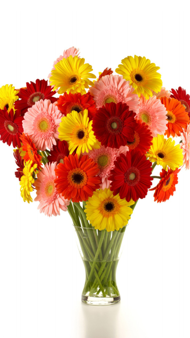 Sfondi Gerbera Daisy Bouquets 640x1136