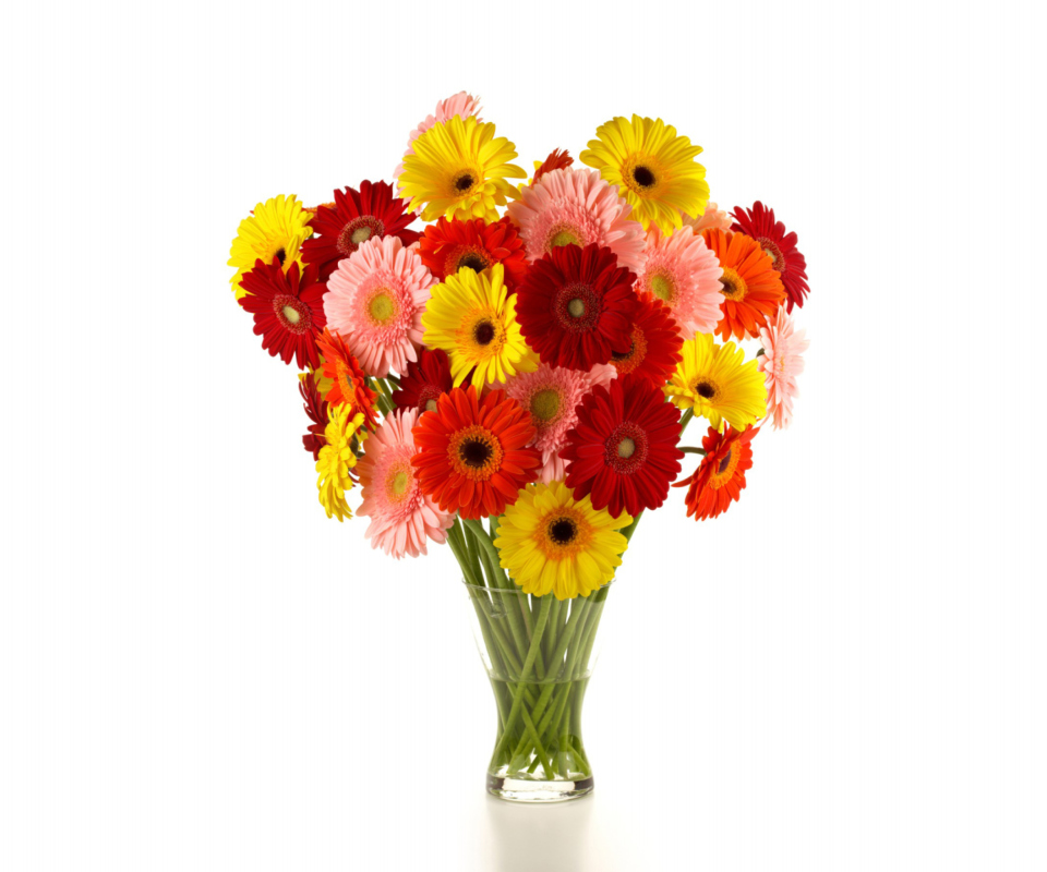 Обои Gerbera Daisy Bouquets 960x800