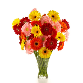 Gerbera Daisy Bouquets sfondi gratuiti per iPad Air