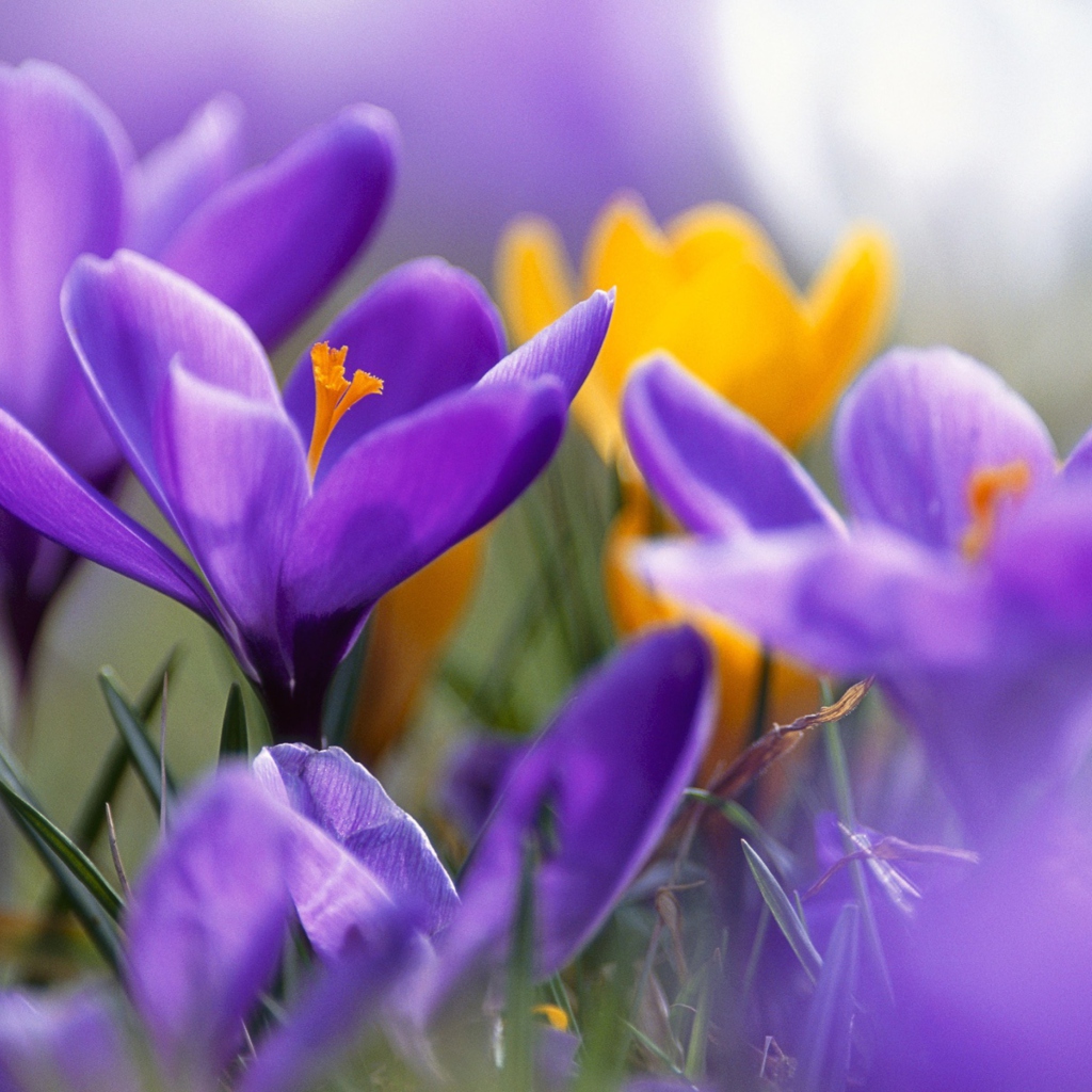 Обои Purple And Orange Crocuses 1024x1024