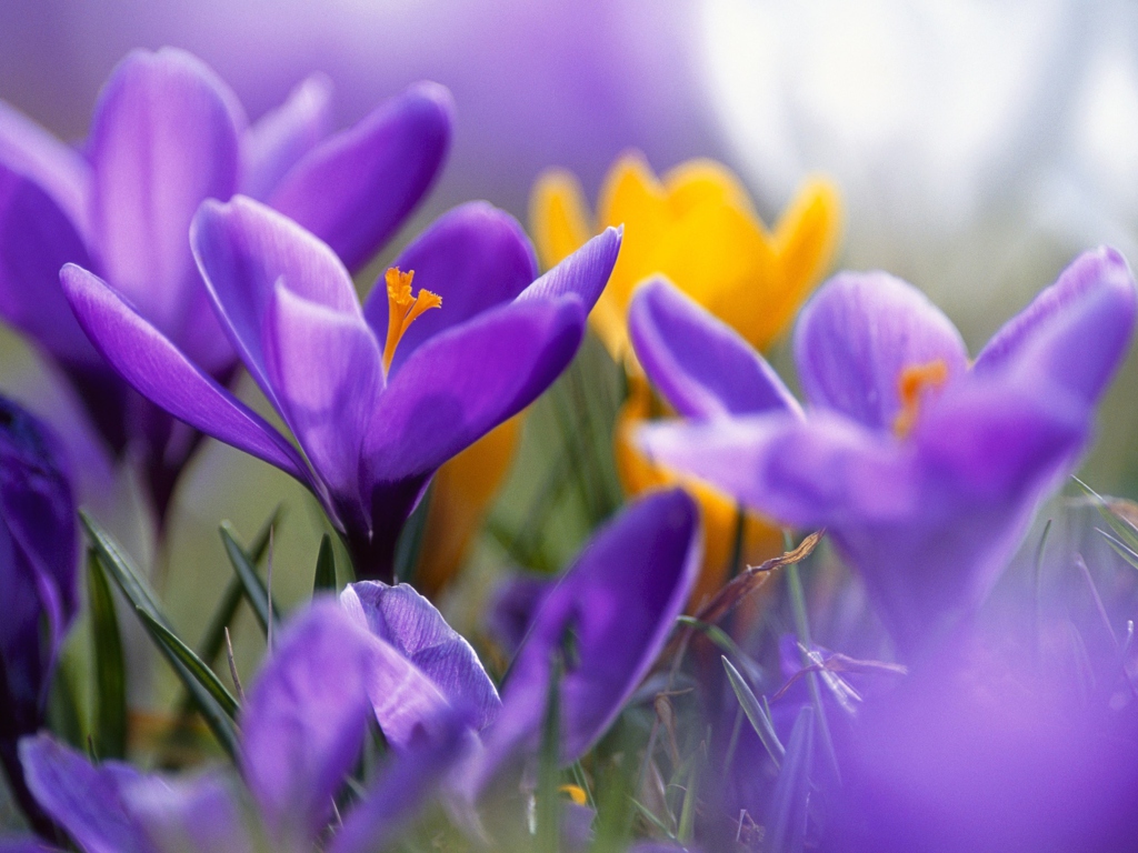 Das Purple And Orange Crocuses Wallpaper 1024x768