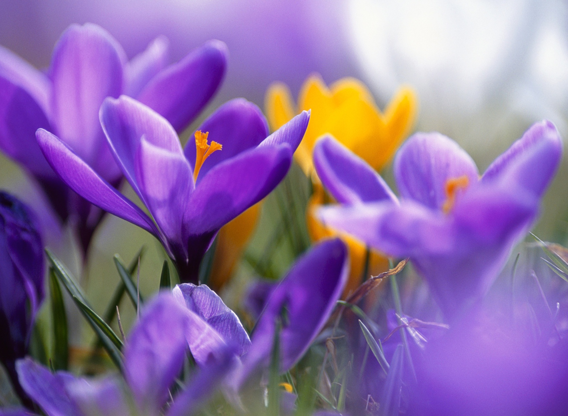 Das Purple And Orange Crocuses Wallpaper 1920x1408