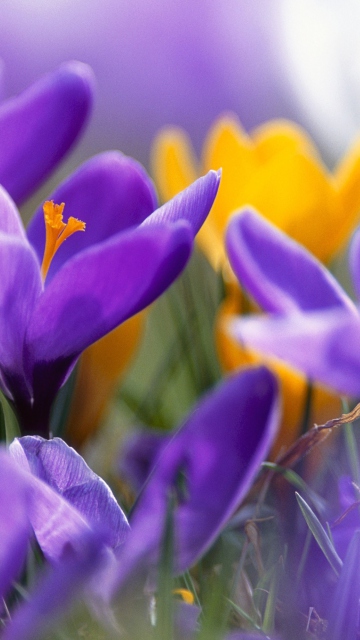 Fondo de pantalla Purple And Orange Crocuses 360x640