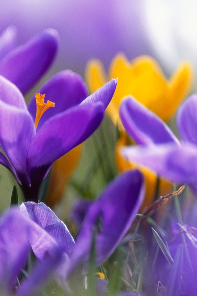 Fondo de pantalla Purple And Orange Crocuses 640x960