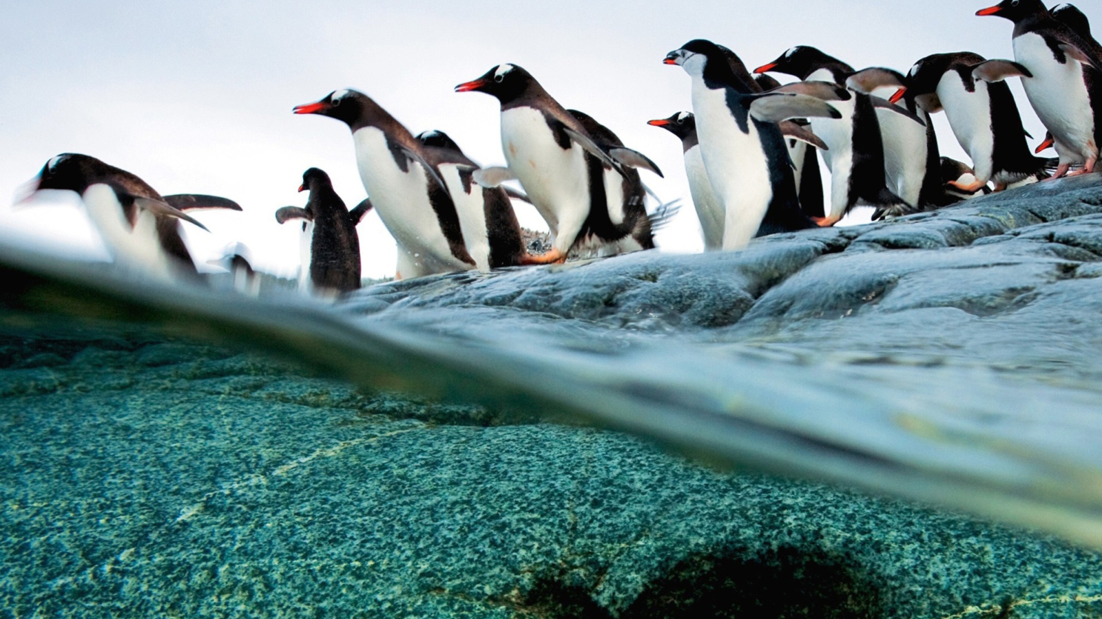 Sfondi Penguins 1600x900