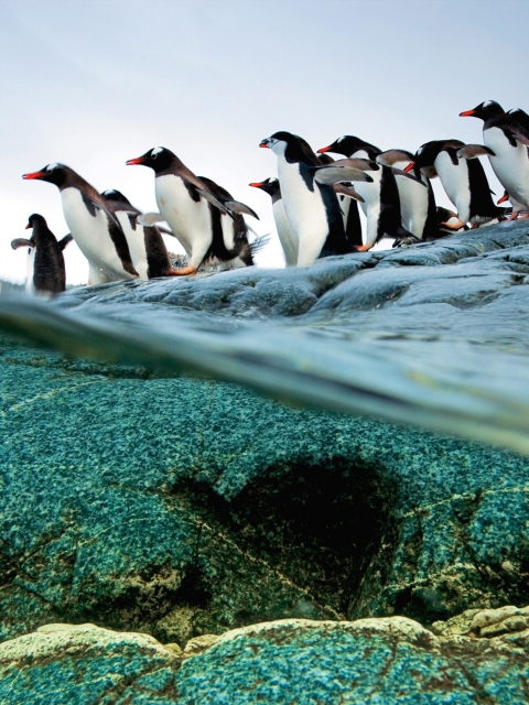 Penguins screenshot #1 480x640